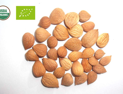 Organic Bitter Almonds