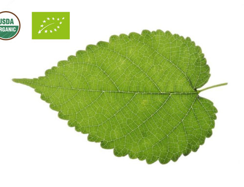 Organic Mulberry Leaf Extract