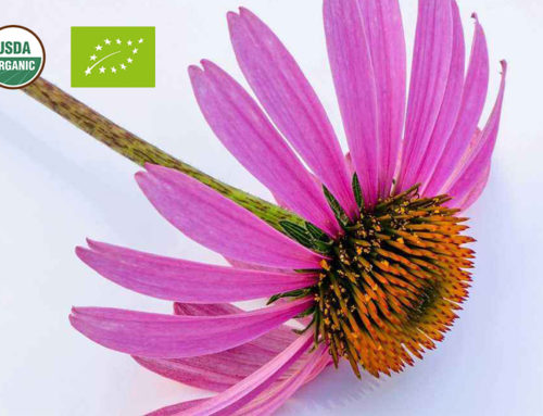 Rganic Echinacea Herb Extract