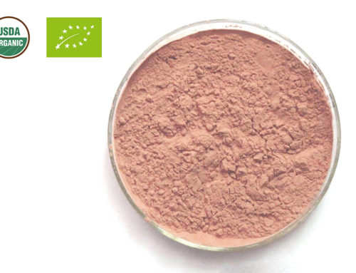 Organic Schisandra Powder